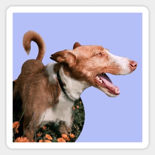 Podenco living life around nature Magnet